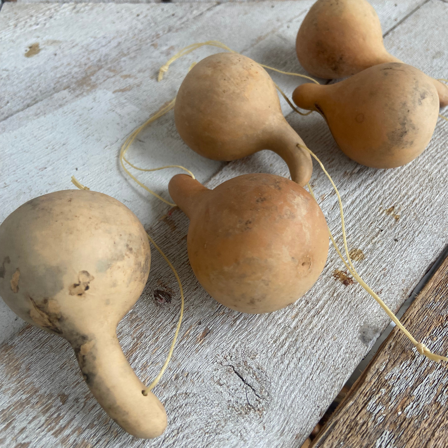 Dried Mini Gourd Ornaments-5 ct