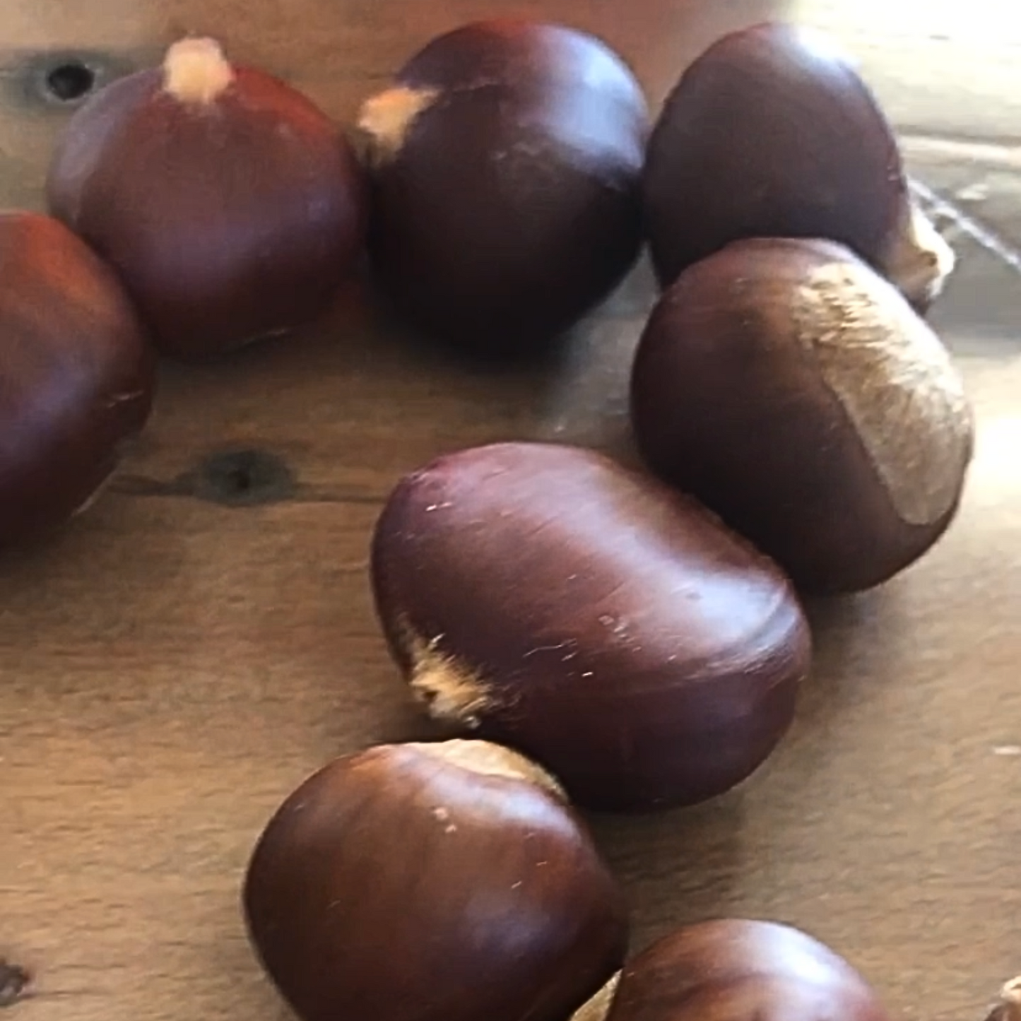 Dried Chestnut Beads for bowl filler add a Natural Touch-30 ct. Eco-Friendly Christmas Decor:
