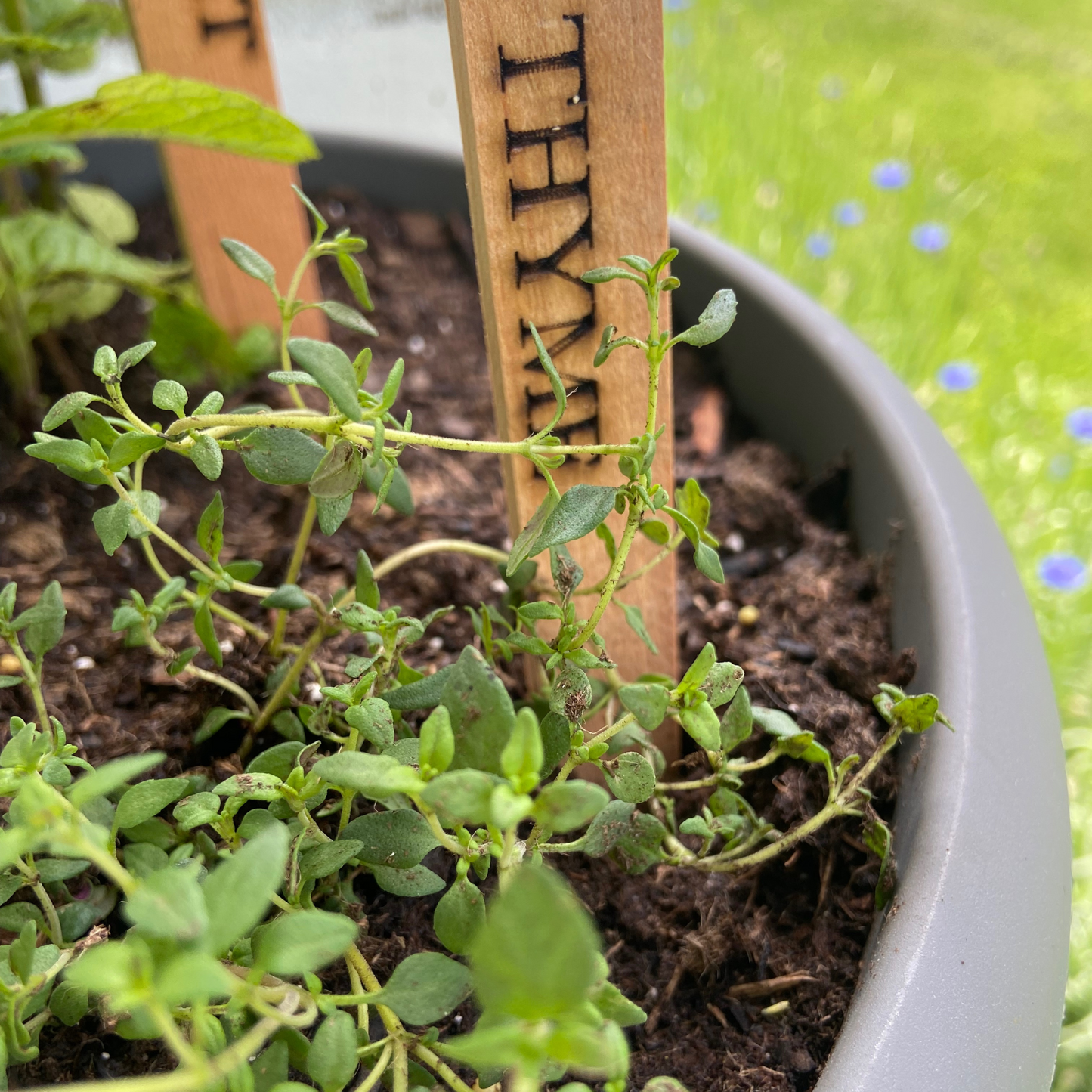 Garden Herb & Vegetable Markers/Stakes-from aged cheese boxes