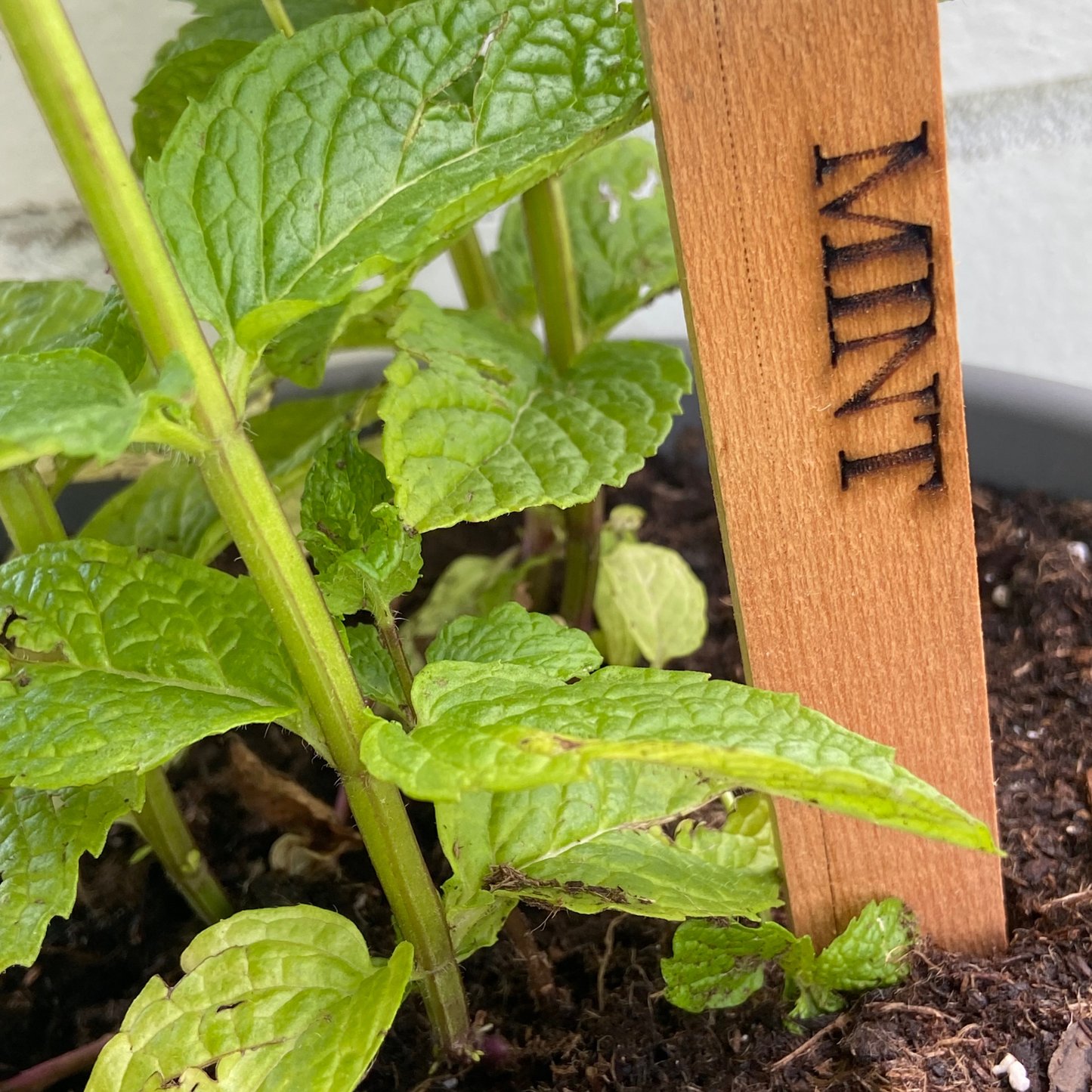 Garden Herb & Vegetable Markers/Stakes-from aged cheese boxes
