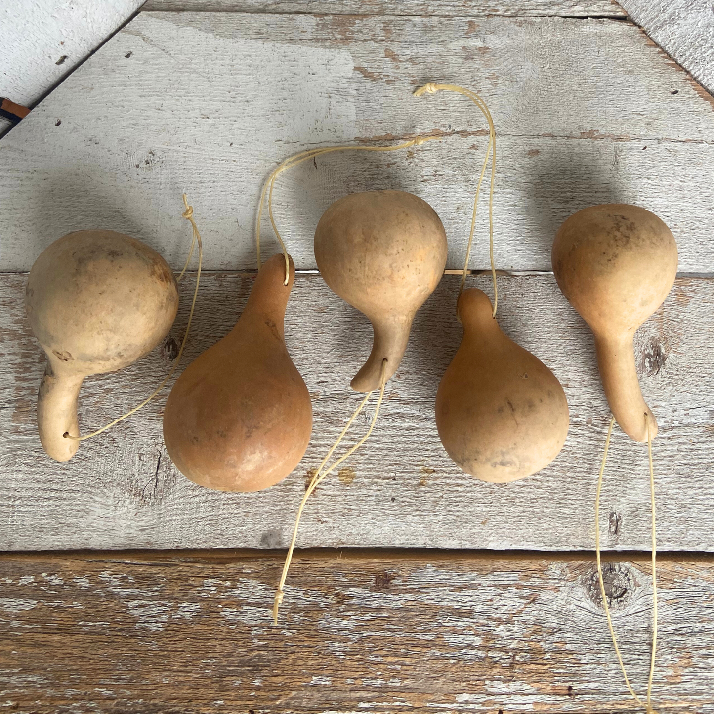 Dried Mini Gourd Ornaments-4 ct