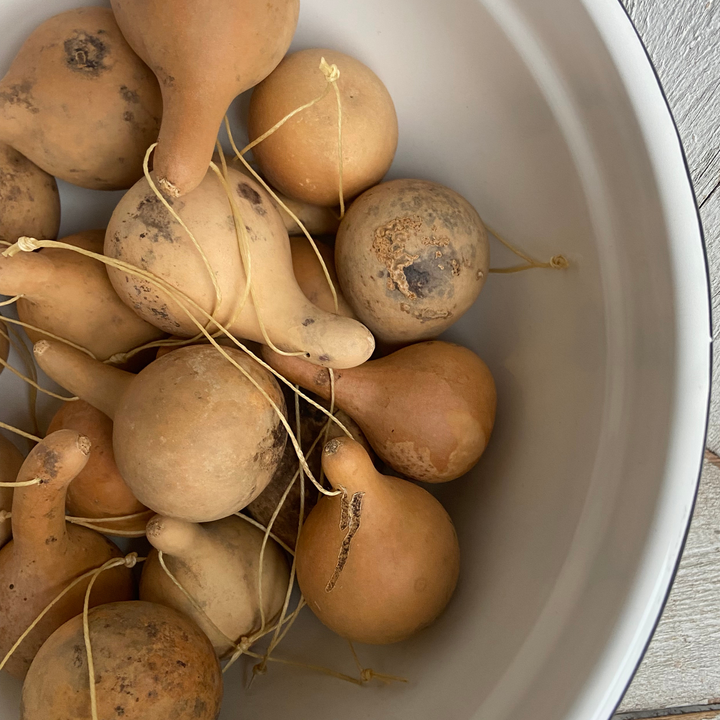 Dried Mini Gourd Ornaments-4 ct